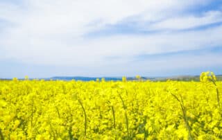 Udio zasijanih poljoprivrednih površina u padu - uljana repica u porastu